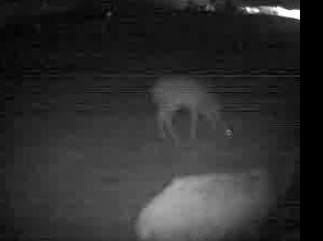 Fehlalarm durch Wildtiere im Außenebreich